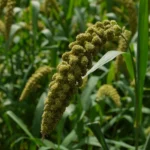 Kaun Rice | কাউন চাল - ১ কেজি - Image 3
